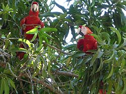 Scarlet Macaws (Ara macao)