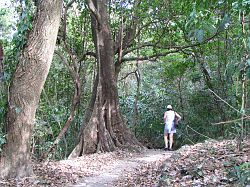 Following a forest trail