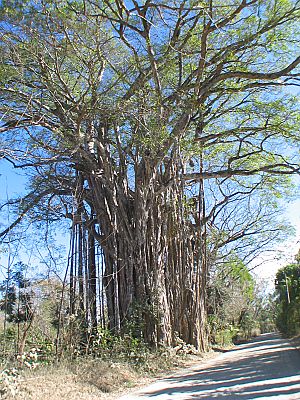 Cabuya, Costa Rica The Cabuya Ficus Tree