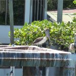 Brown Pelican