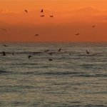 Pelicans fishing
