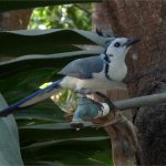 Blue Jay