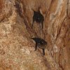 Bat house