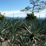 Cabuya Plantation