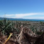 Gulf of Nicoya