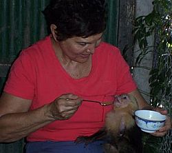 Orphan Capucin monkey being fed Feeding an orphan Capucin Whiteface monkey